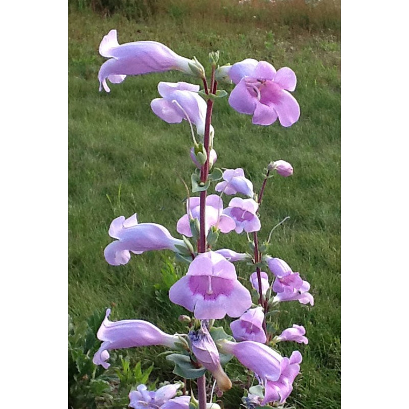 Penstemon grandiflorus –Large-Flowered Beardtongue–