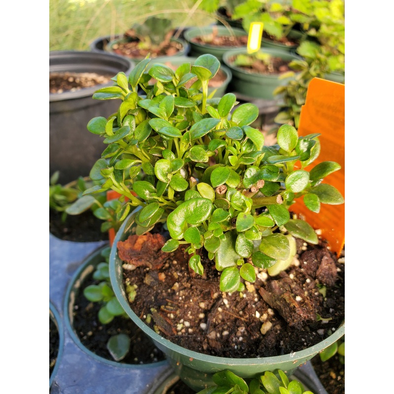 Peperomia kuanca banba Sp. Peru
