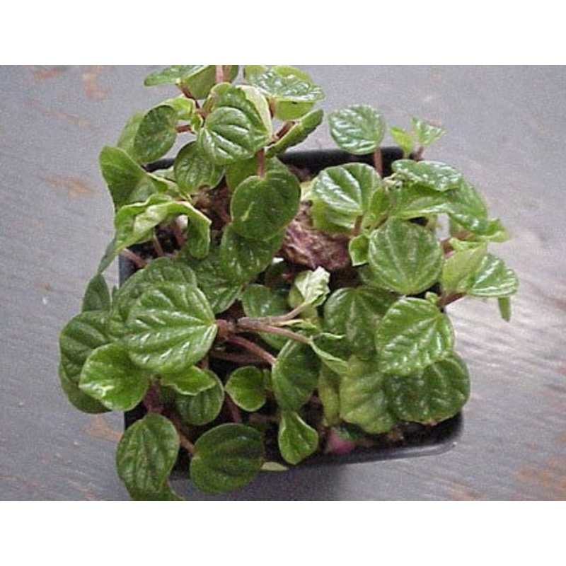 Peperomia meridana –Crazy Quilt Peperomia–