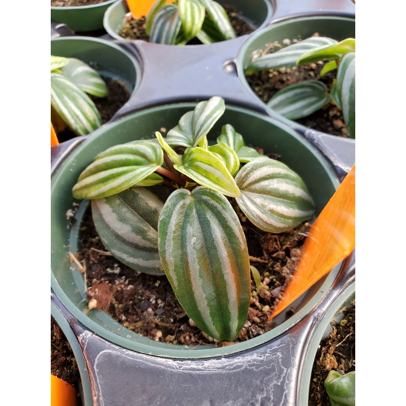 Peperomia verschaffeltii –Mini Watermelon Peperomia–