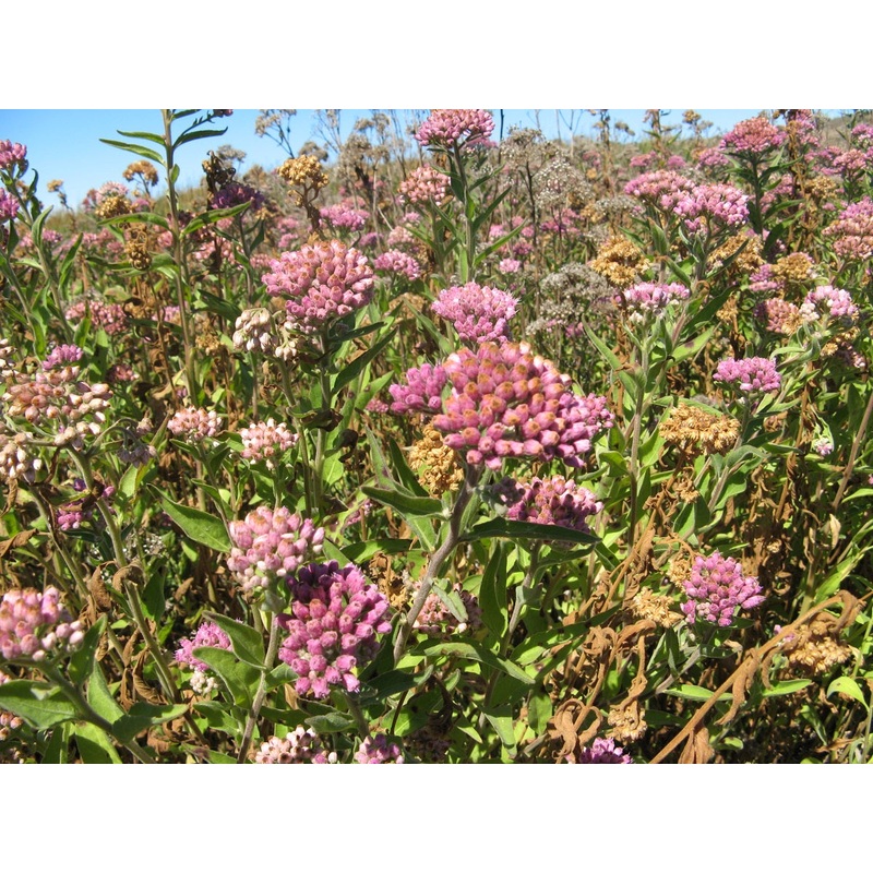 Pluchea odorata –Salt-Marsh Fleabane–