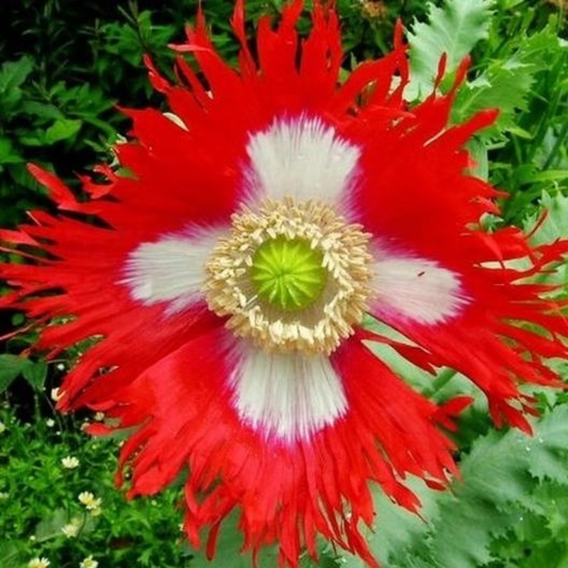POPPY ‘Danish Flag’|4″ square pot