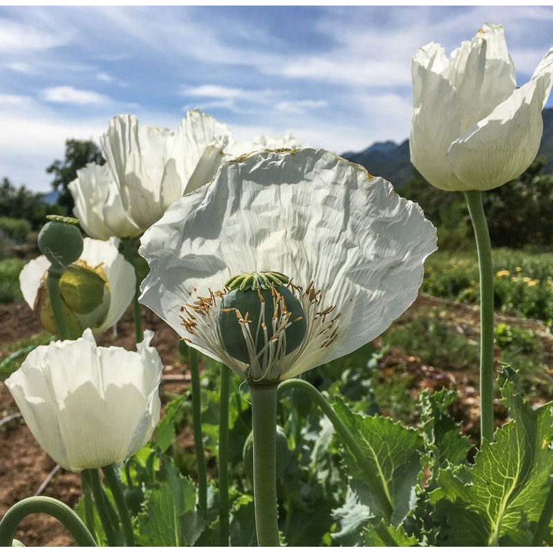 POPPY ‘Peshawar’|4″ square pot
