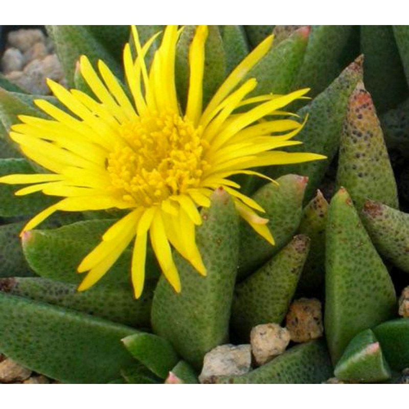Rabiea albinota –Clock Plant–