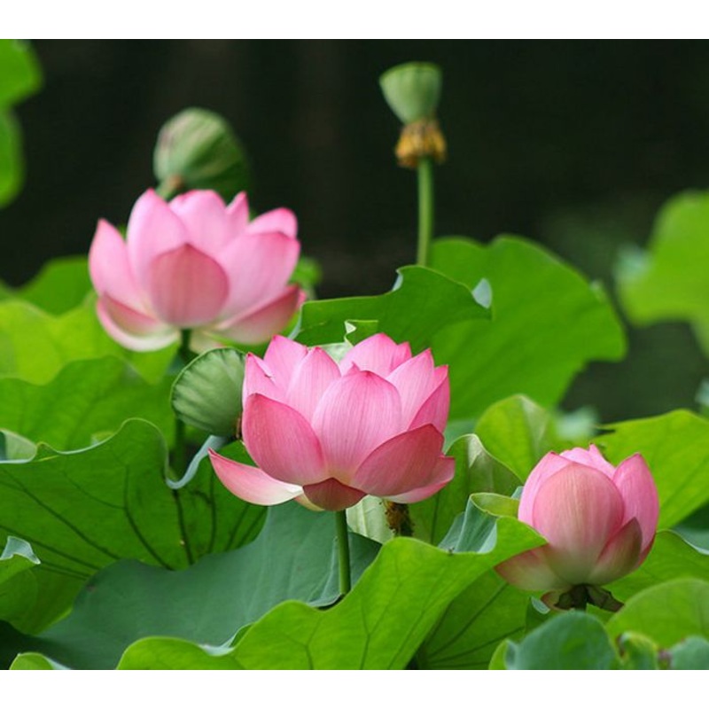 SACRED LOTUS –Nelumbo nucifera–