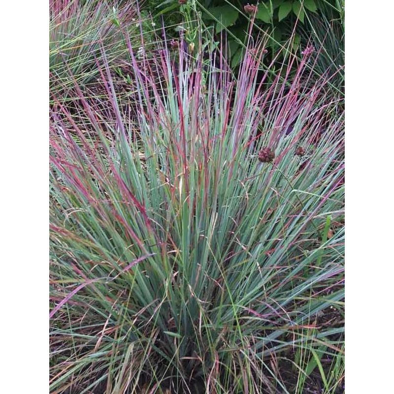 Schizachyrium Scoparium –Little Bluestem–