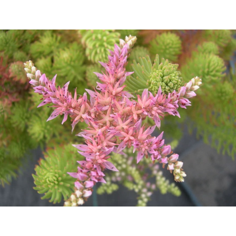 Sedum pulchellum –Widow’s Cross–
