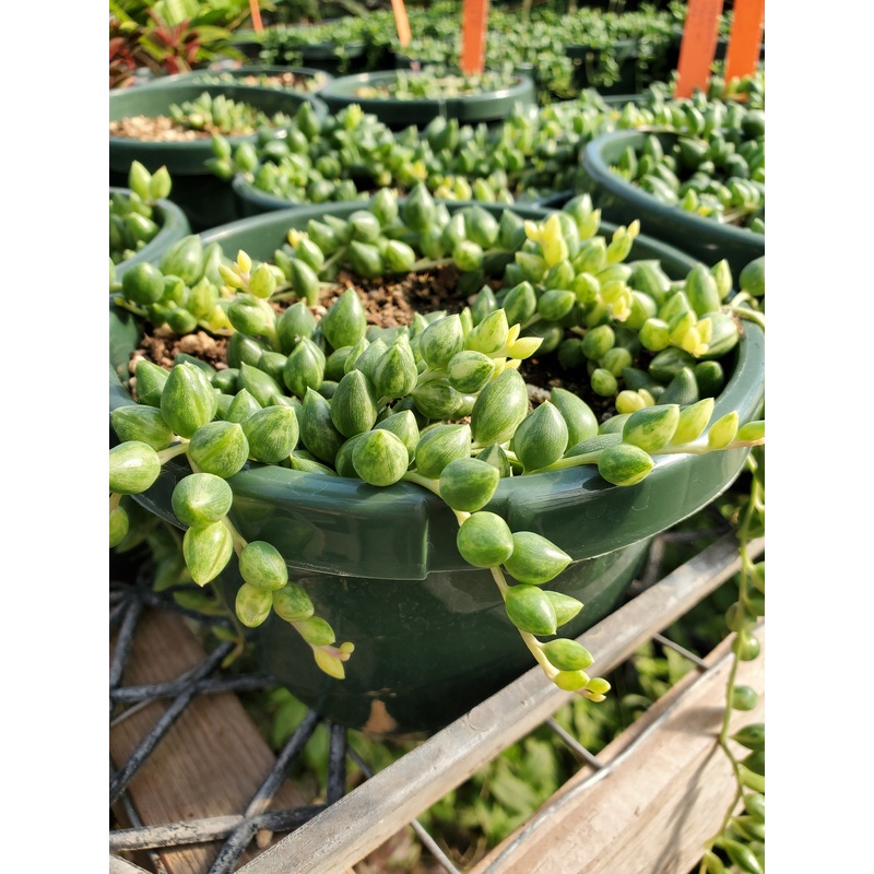Senecio herreanus ‘Variegata’ –Variegated String of Tears–