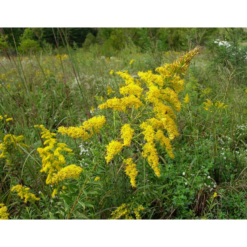 Solidago radula –Western Rough Goldenrod–