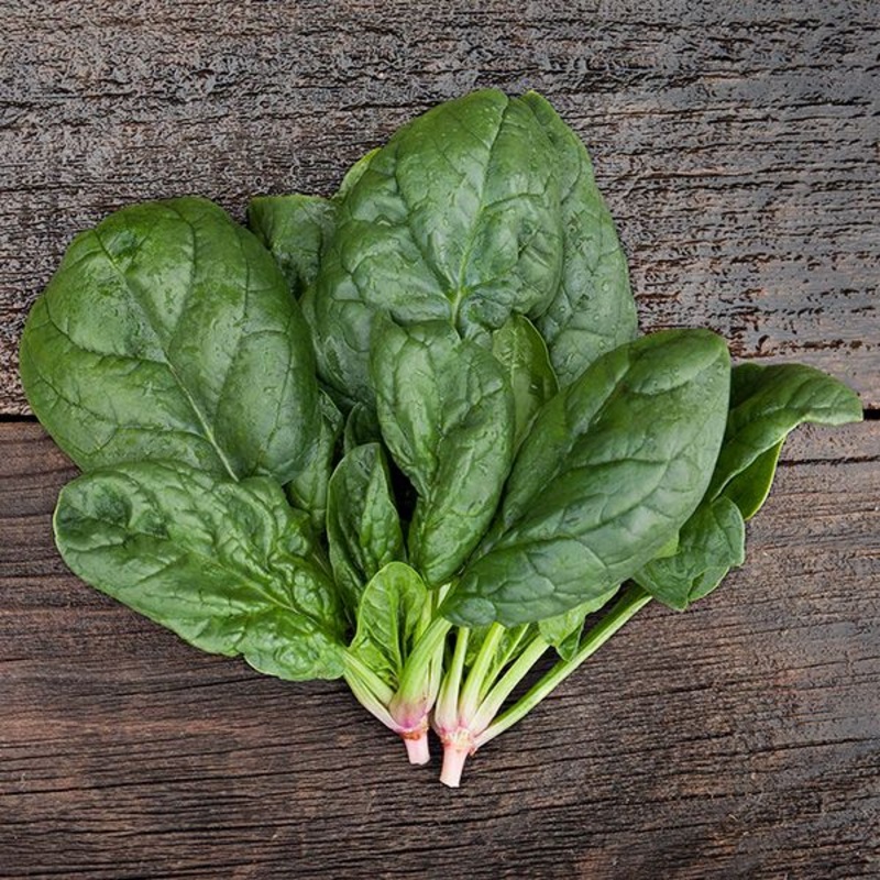 SPINACH ‘Escalade’|4″ square pot