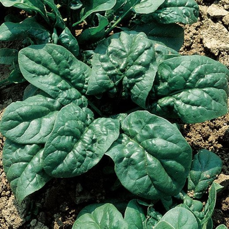 SPINACH ‘Merlo Nero’|4″ square pot