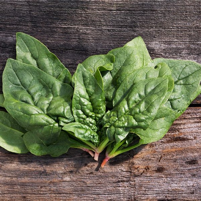 SPINACH ‘Regiment’|4″ square pot