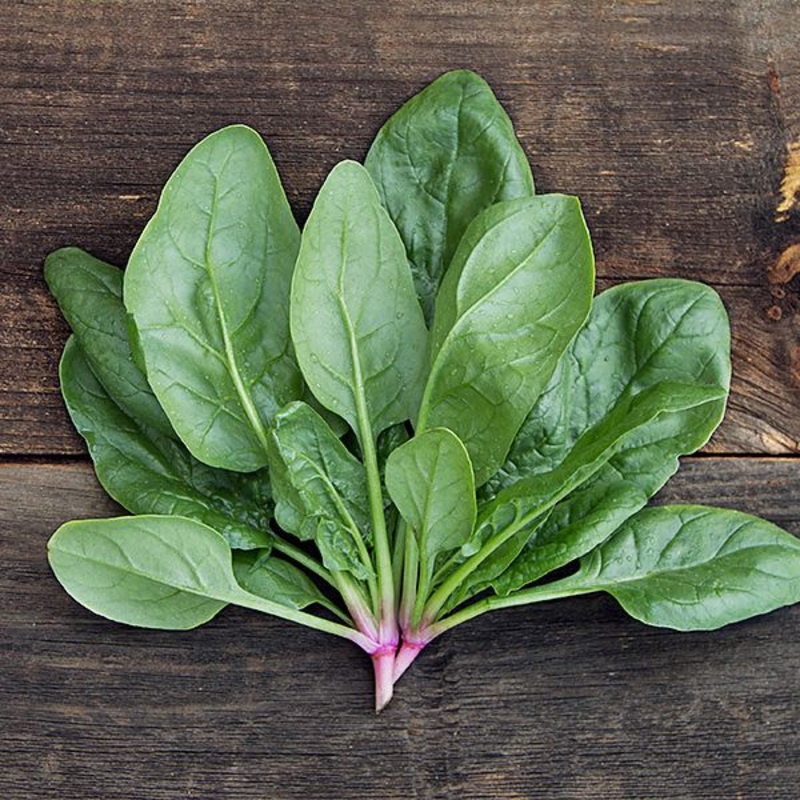 SPINACH ‘Shelby’|4″ square pot