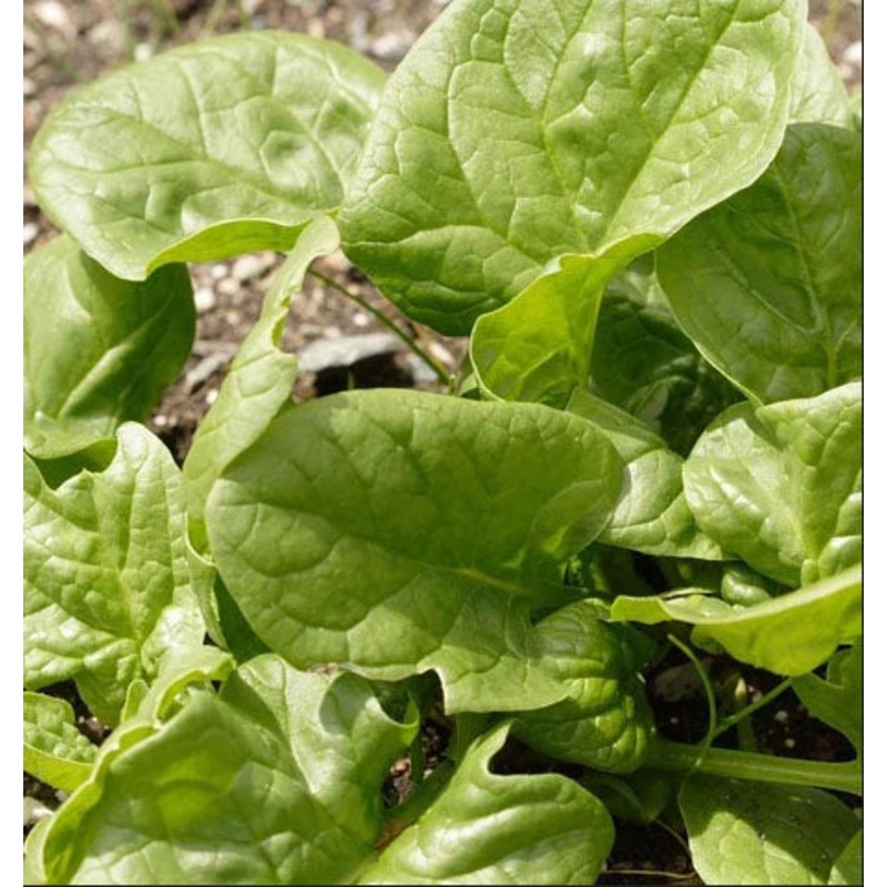 SPINACH ‘Space’|4″ square pot