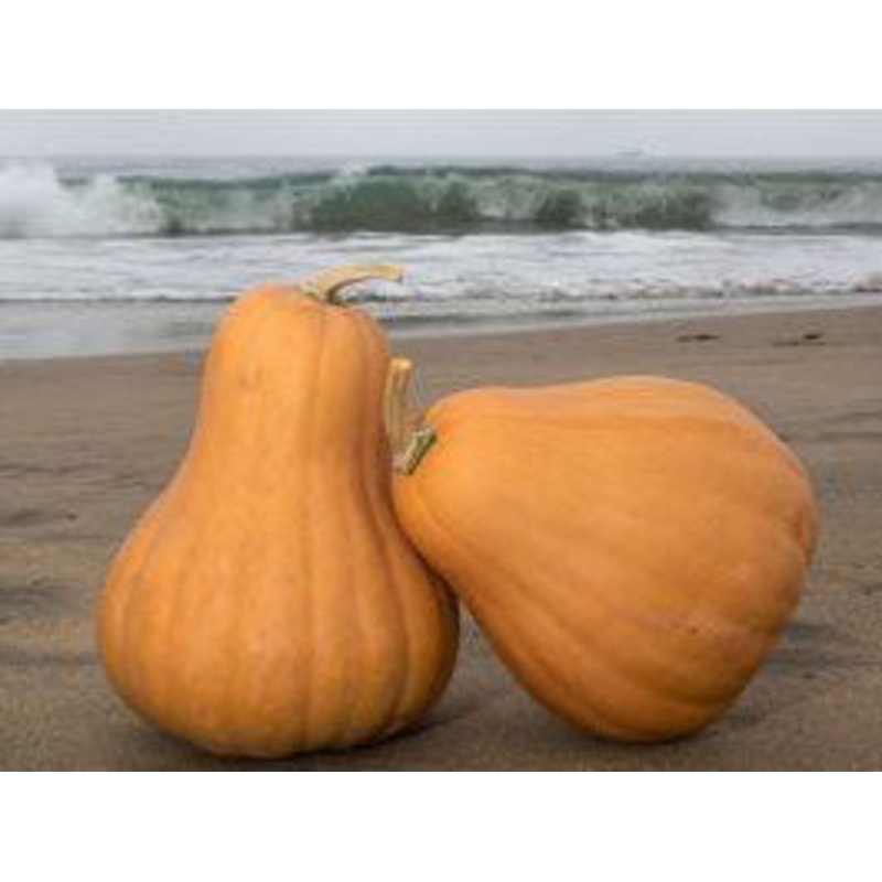 SQUASH ‘Butternut Seminole Cross’