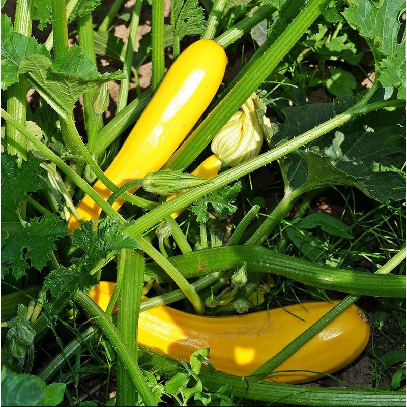 SQUASH ‘Early Prolific Straightneck’