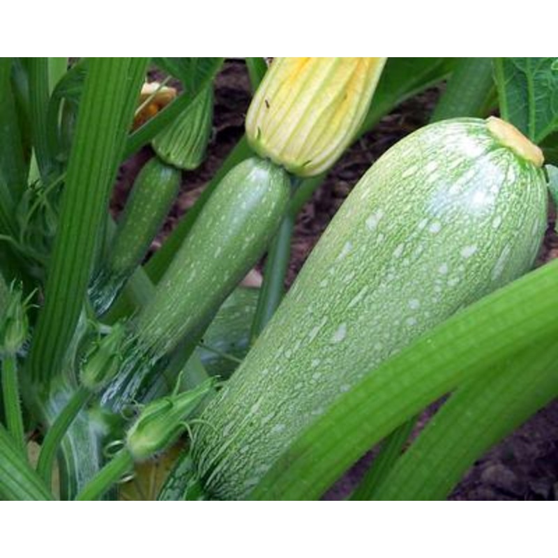 SQUASH ‘Grey’|4″ square pot