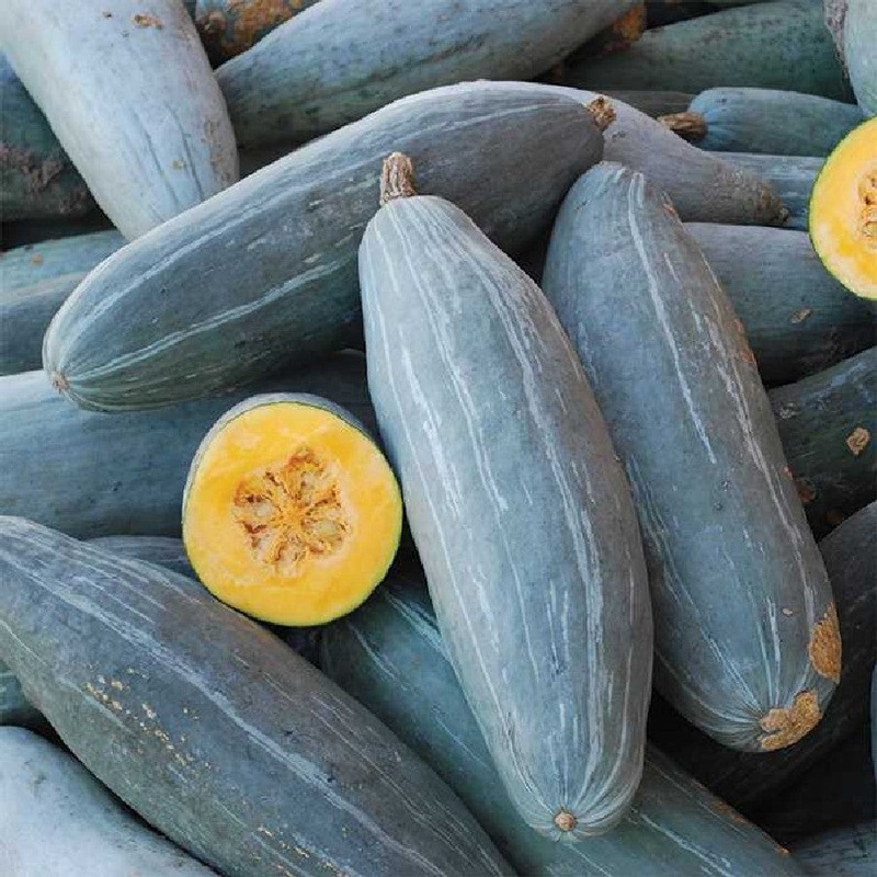 SQUASH ‘Guatemalan Blue’|4″ square pot