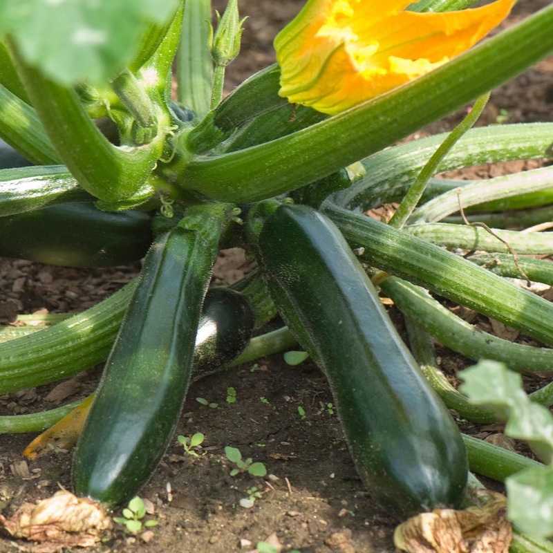 SQUASH ‘Raven’|4″ square pot