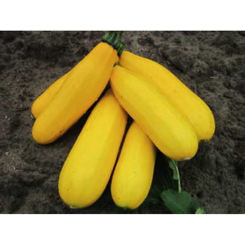 SQUASH ‘Sebring’|4″ square pot