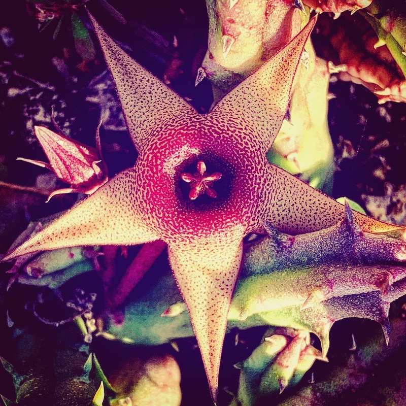 Stapelia grandiflora –Starfish Cactus–