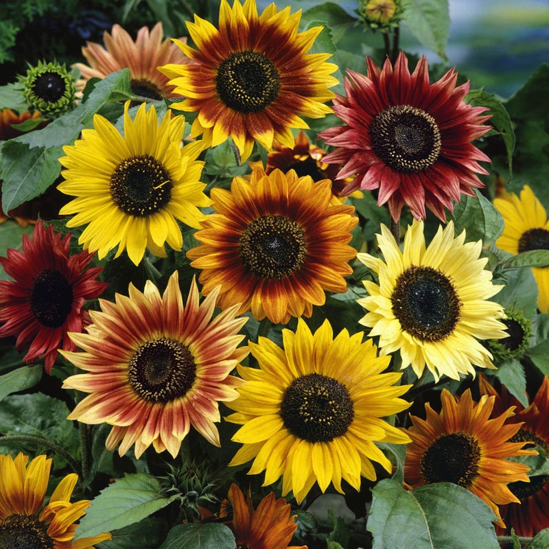 SUNFLOWER ‘Autumn Beauty’|4″ square pot