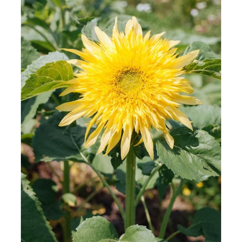 SUNFLOWER ‘Lemonade’|4″ square pot