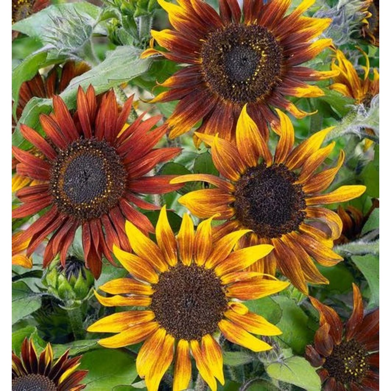 SUNFLOWER ‘Mardi Gras Blend Tall’
