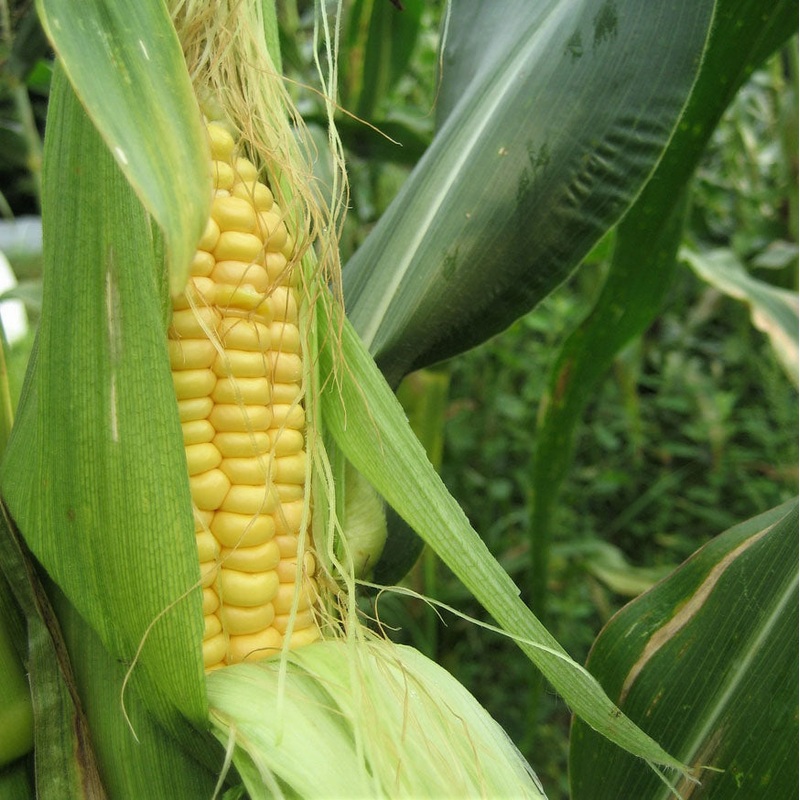 SWEET CORN ‘Ashworth Yellow’|6-pack