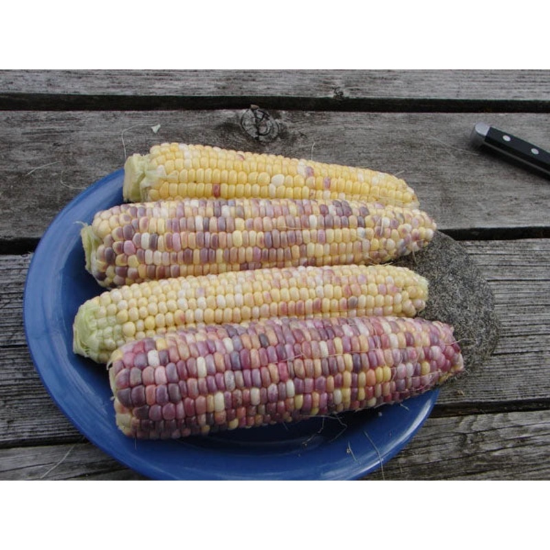 SWEET CORN ‘Tux Multi-Color’|6-pack