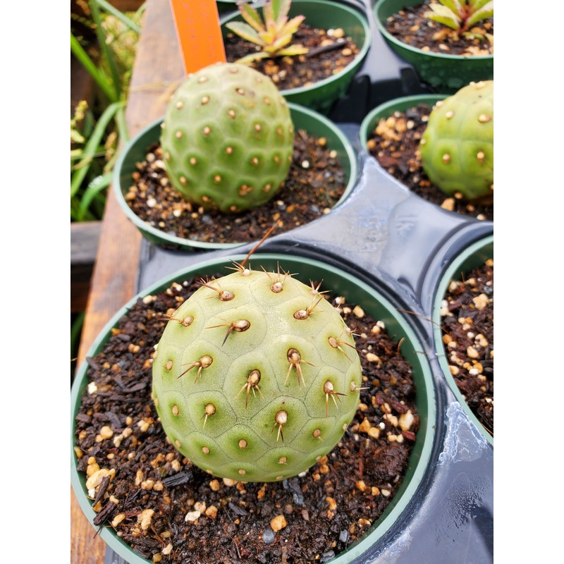 Tephrocactus geometricus –Geometric Cactus–