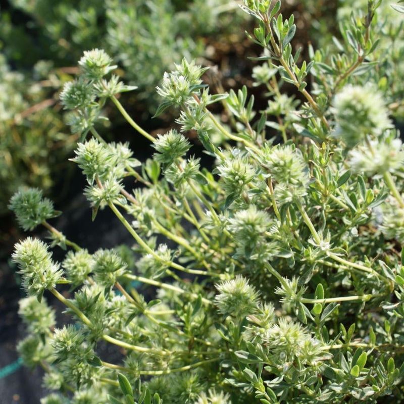 THYME ‘Mastic’ –Thymus mastichina–