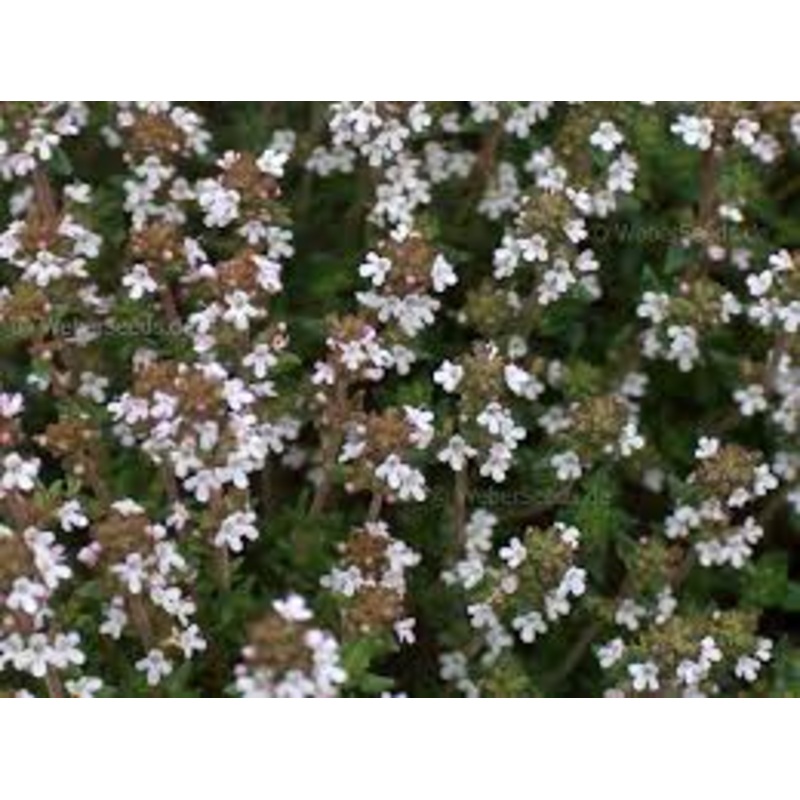 THYME ‘Spanish’ –Thymus zygis–