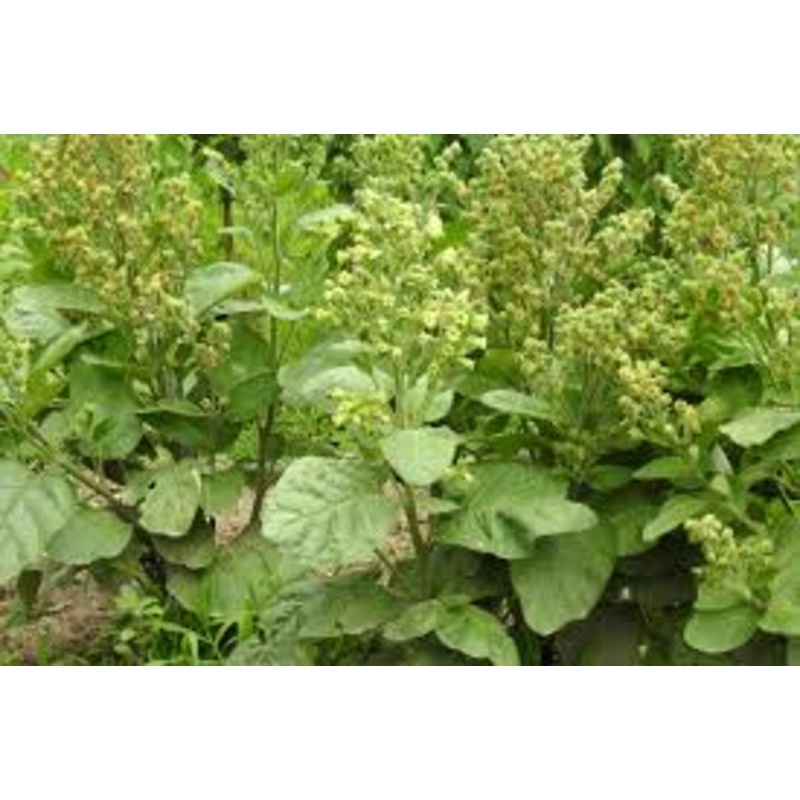TOBACCO ‘Hopi’ –Nicotiana rustica–
