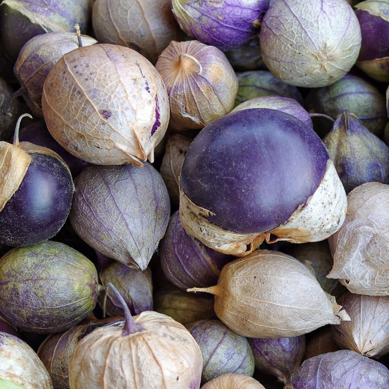 TOMATILLO ‘Purple Husk’|4″ square pot