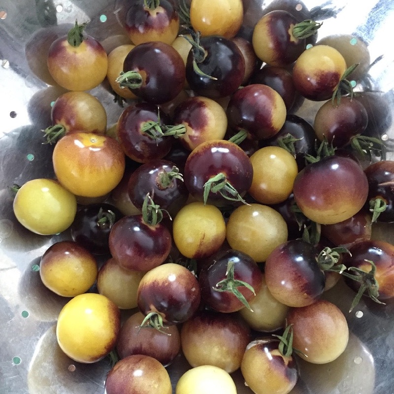 TOMATO ‘Amethyst Cream Cherry’