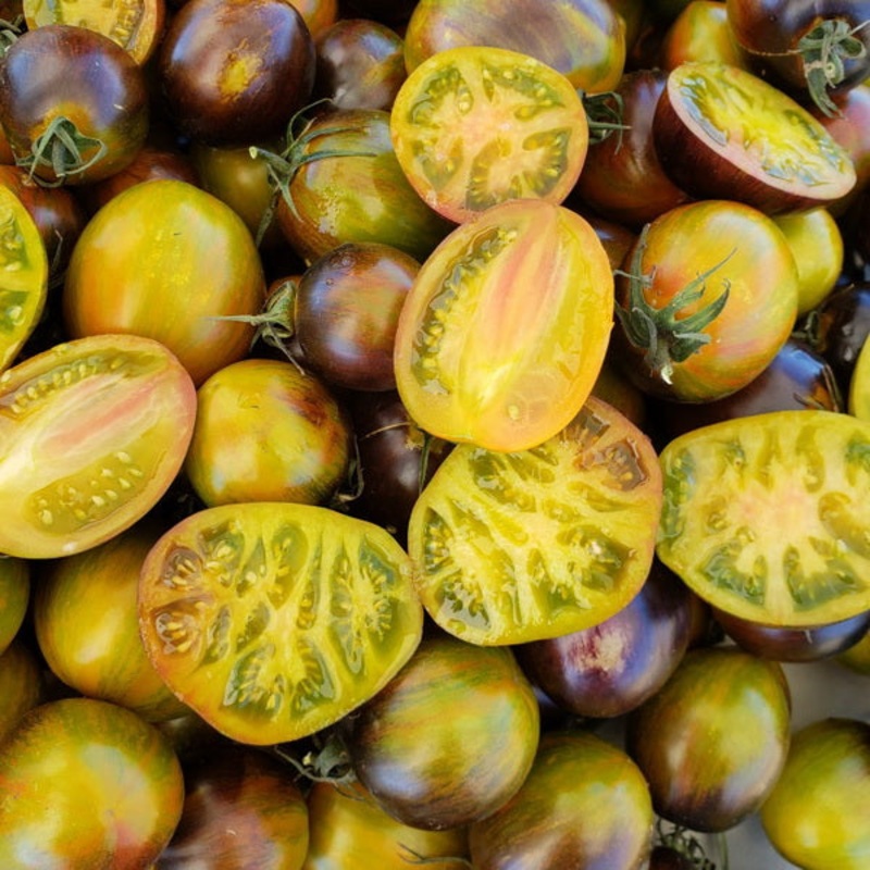 TOMATO ‘Atomic Fusion’|4″ square pot