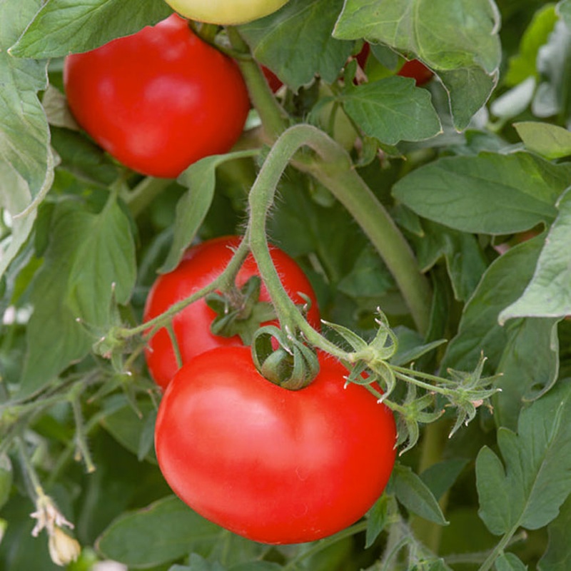 TOMATO ‘Best Boy’|1 GALLON pot|4″ square pot