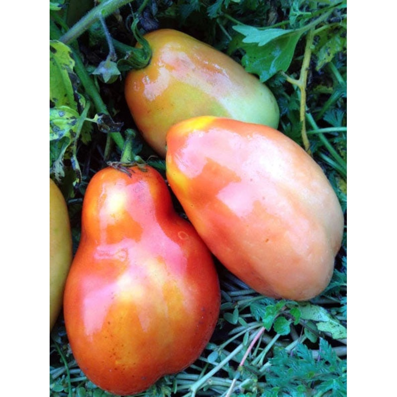 TOMATO ‘Big Italian Plum’|4″ square pot