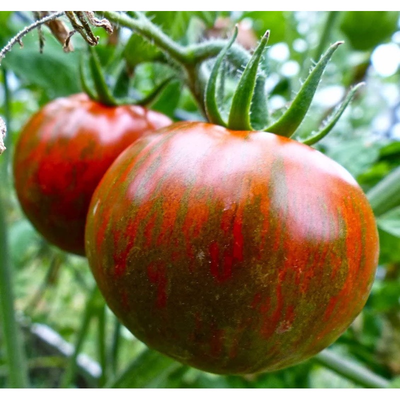 TOMATO ‘Black Zebra’|4″ square pot