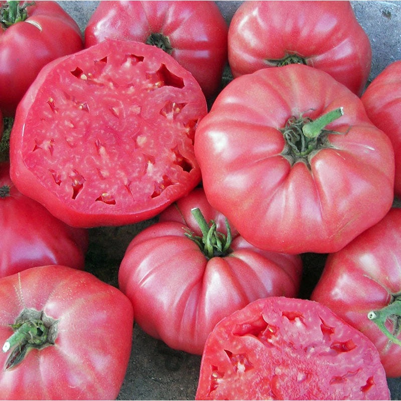 TOMATO ‘Brandywine’|4″ square pot