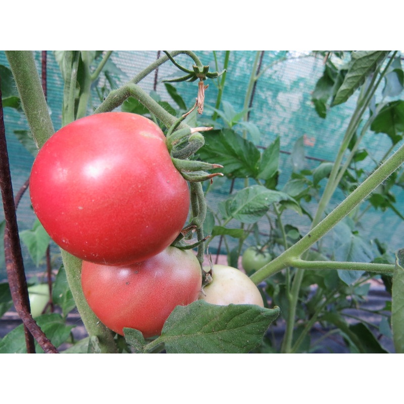TOMATO ‘Clear Pink’|4″ square pot