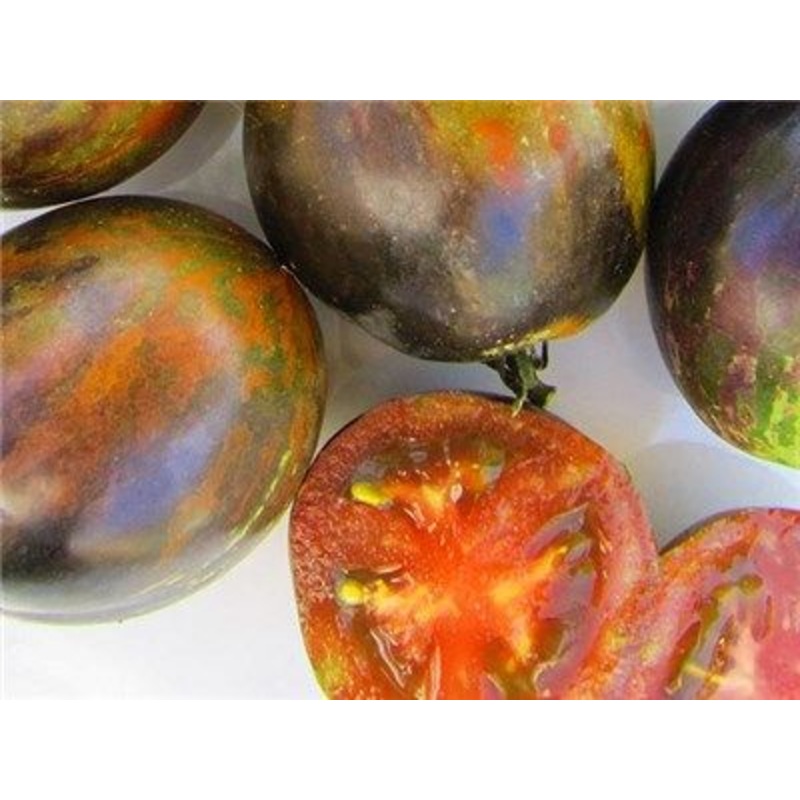 TOMATO ‘Cosmic Eclipse’|4″ square pot
