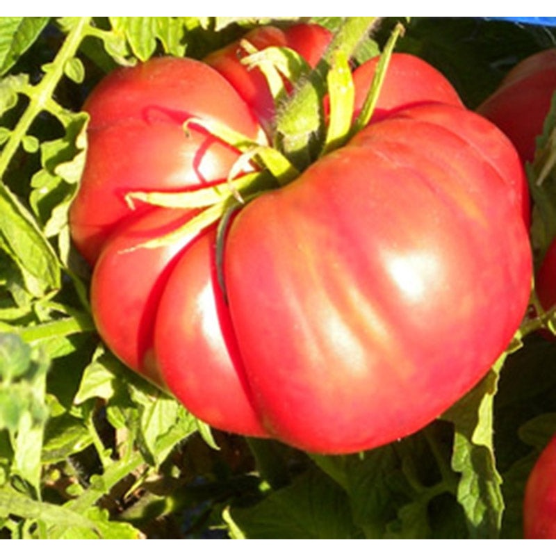 TOMATO ‘Cosmonaut Volkov’|1 GALLON pot