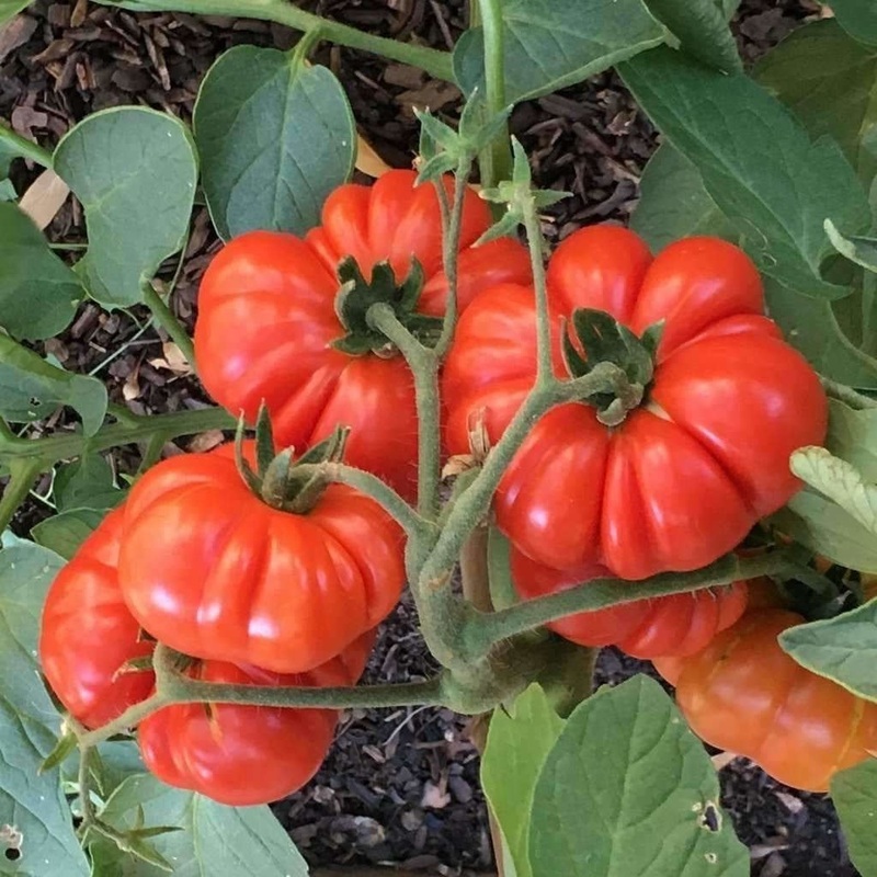 TOMATO ‘Costoluto Genovese’|1 quart round pot