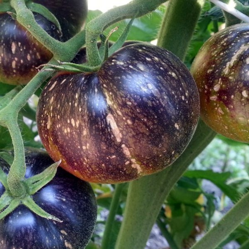 TOMATO ‘Dark Galaxy’|4″ square pot
