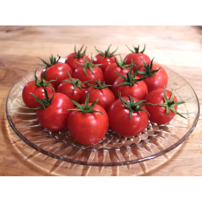 TOMATO ‘Doucet Plum’|4″ square pot