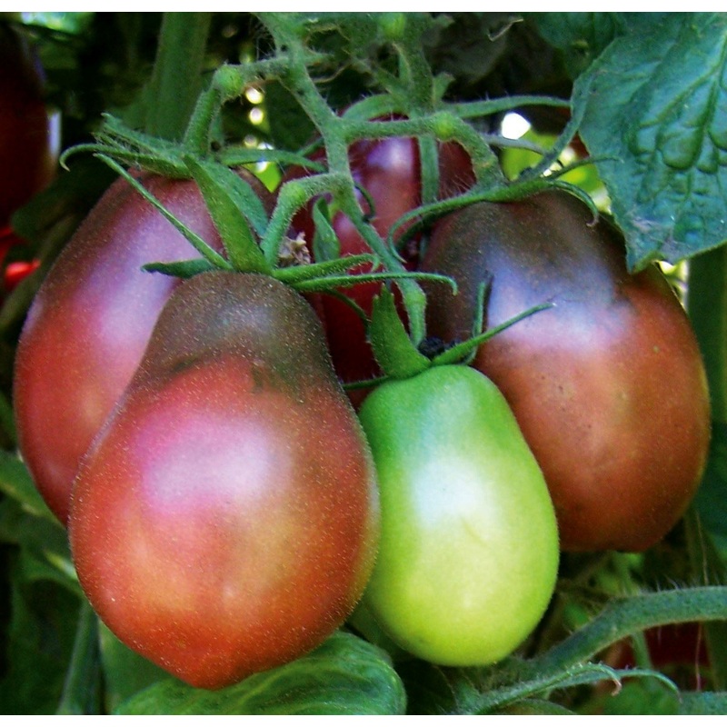 TOMATO ‘Evan’s Purple Pear’|1 GALLON pot