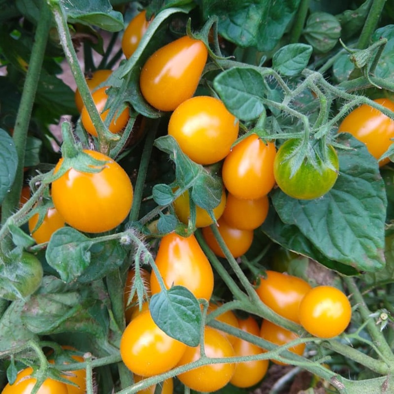 TOMATO ‘Flaming Burst’|4″ square pot