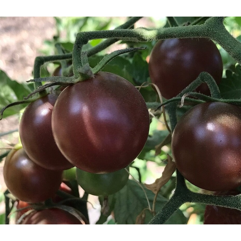 TOMATO ‘Haley’s Purple Comet’|4″ square pot